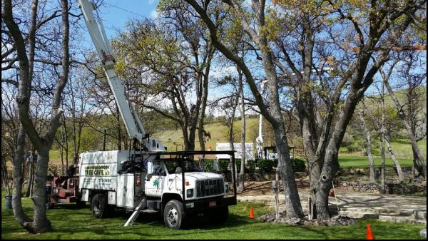 Southern Oregon Tree Care LLC