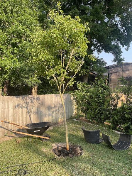 Lee's Tree & Landscaping Nursery