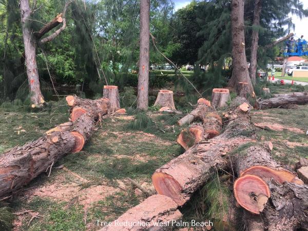 Professional Tree Trimmers LLC