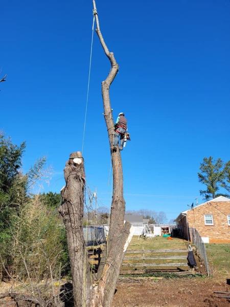 RMZ Tree Service LLC
