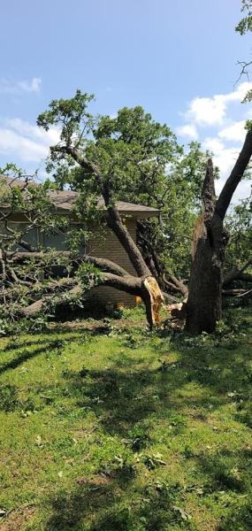 Winter Garden Tree Service and Removal