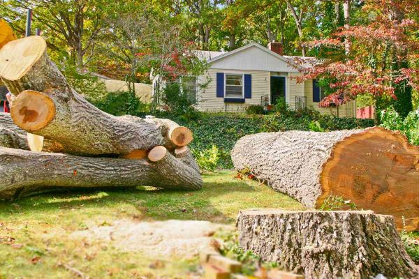 Timber & Beyond Tree Service