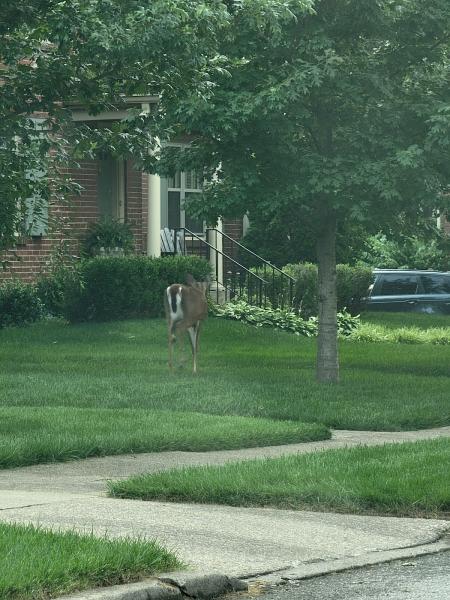 Farison Lawn Care