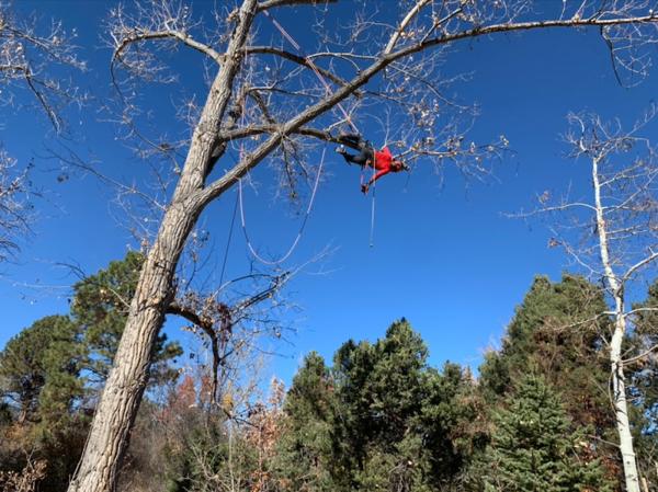 Preservation Tree Care Inc