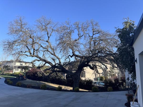 Genesis Tree Services Inc