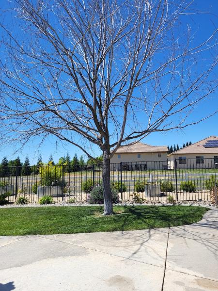 Genesis Tree Services Inc