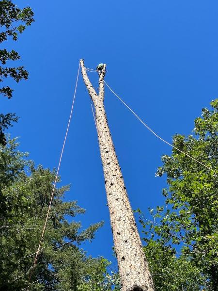 Genesis Tree Services Inc