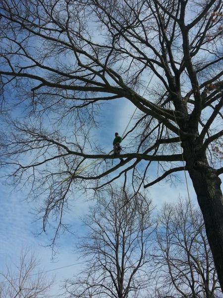 Manny's Tree Service and Landscaping