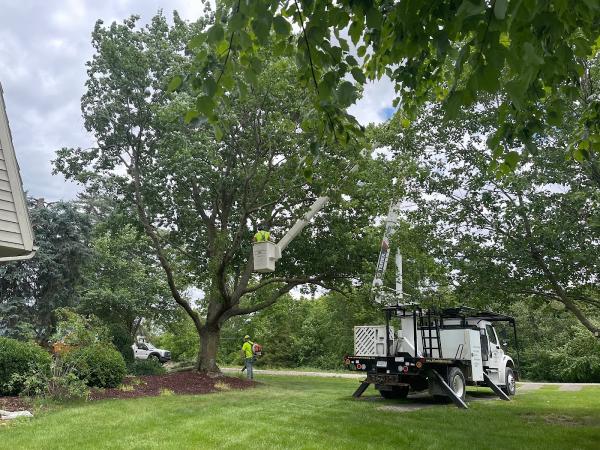 J's Tree Trimming & Removal