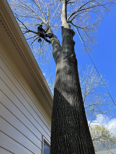 John's Tree Service