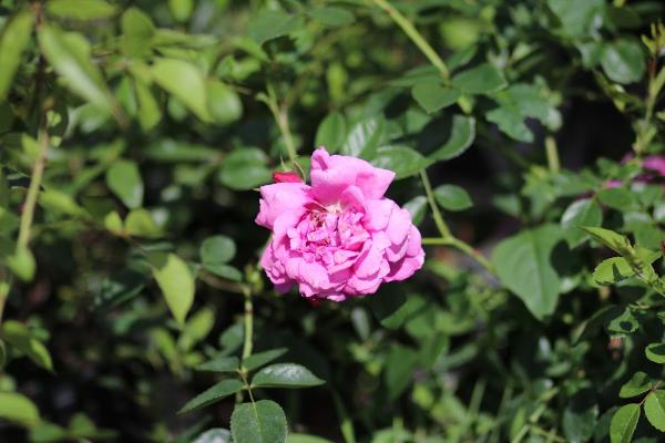 Vision Landscaping & Associates