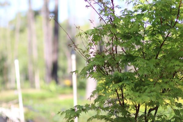Vision Landscaping & Associates