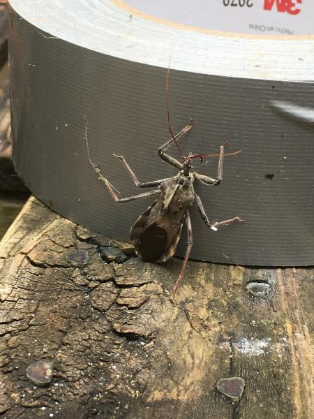 Splat Pest Services LLC