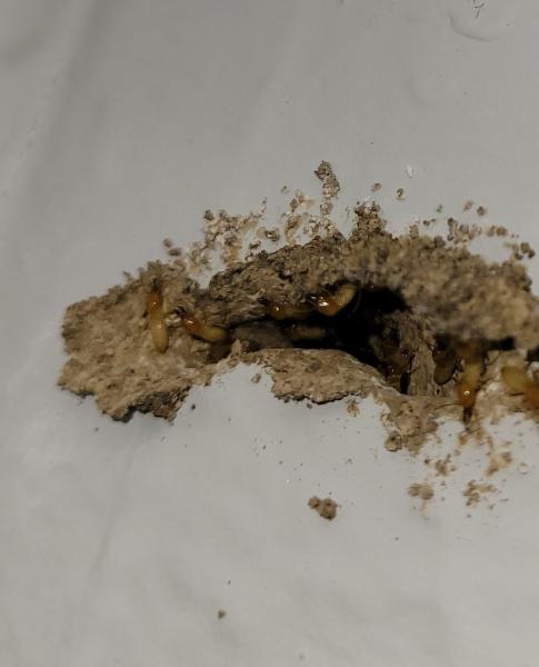 Brantley Termite & Pest Control
