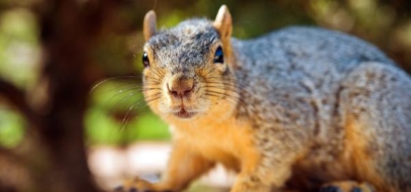 Varmint Gone Matthews