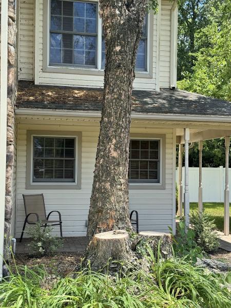 Tree Awareness Inc.
