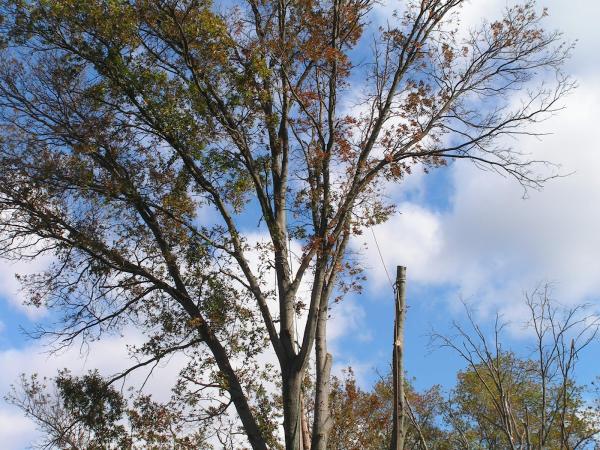 Tree Awareness Inc.