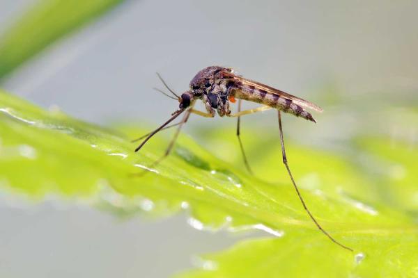 Evofoam Pest Control