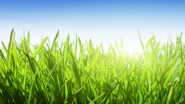 Delaware Valley Turf