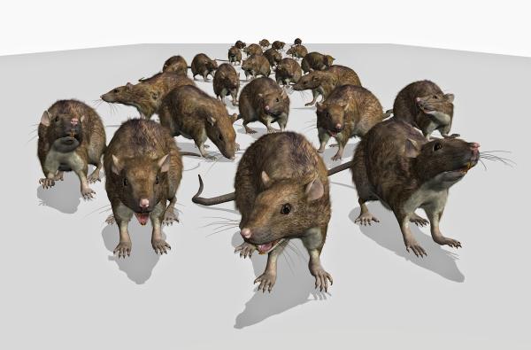 Brezden Pest Control