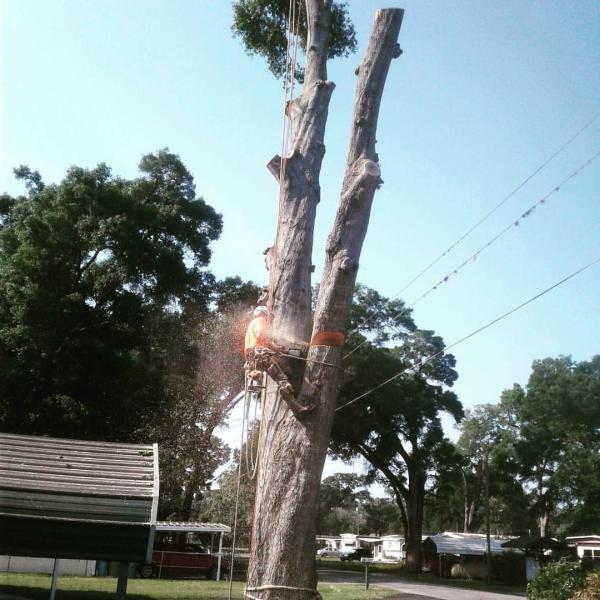 Crews Tree Service