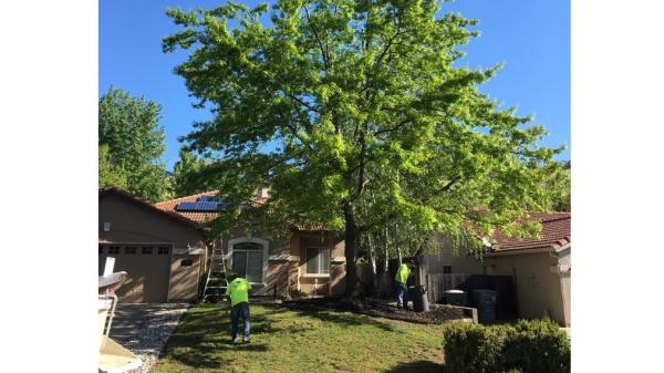 Unique Arbor Tree Care