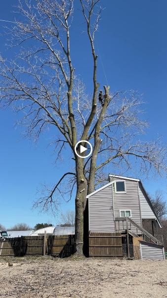 Palasz Tree Service LLC