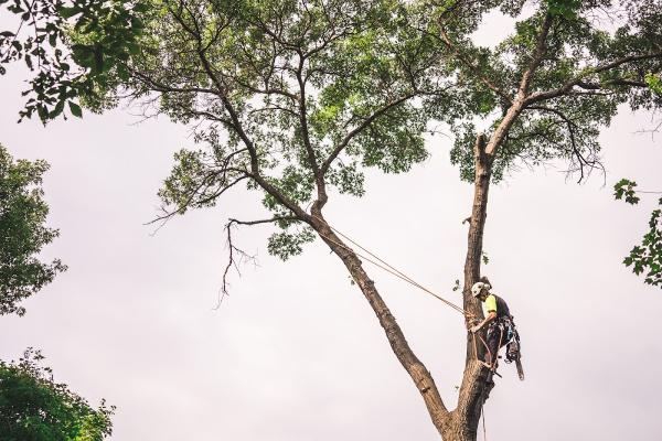 Palasz Tree Service LLC
