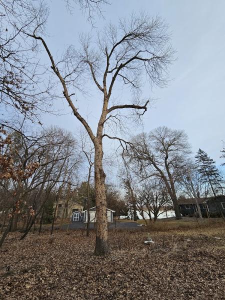 Enchanted Outdoor Tree & Services