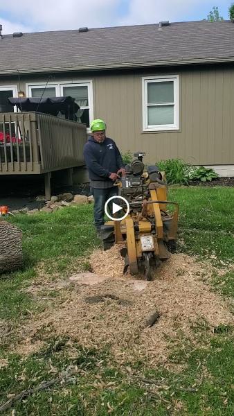 Franklyn Martinez Tree and Lawn Service