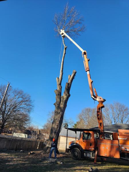 Franklyn Martinez Tree and Lawn Service