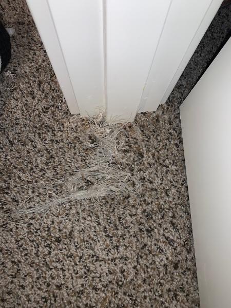 Abbey Carpet Care LLC