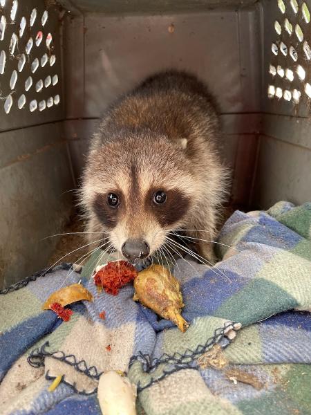Rite Way Animal Removal