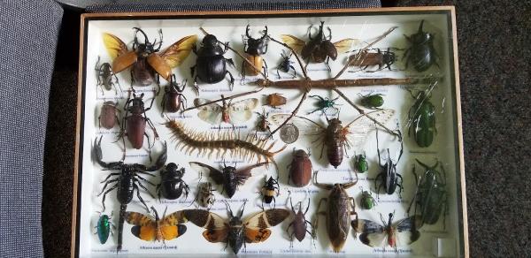 United Pest Control