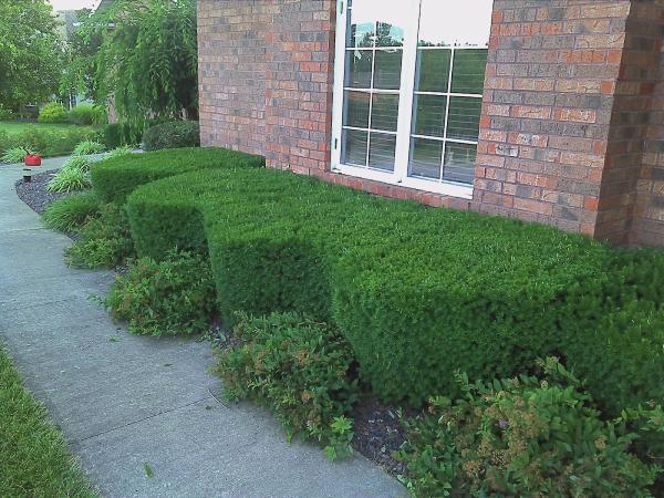 Prolawn Landscape Maintenance