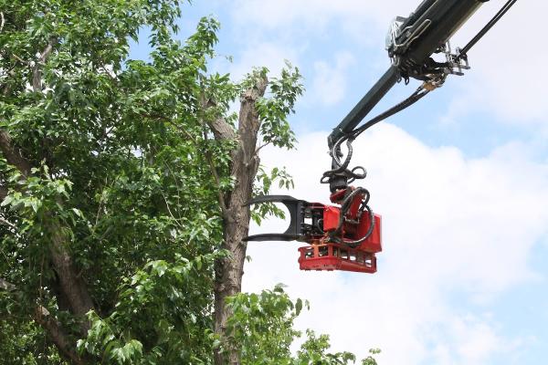 Arborlogical Inc.