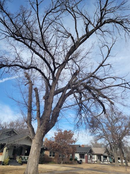 Arborlogical Inc.