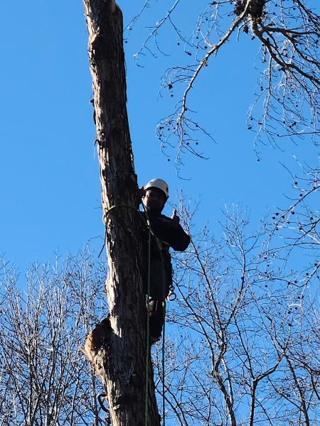 MB Professional Tree Service LLC