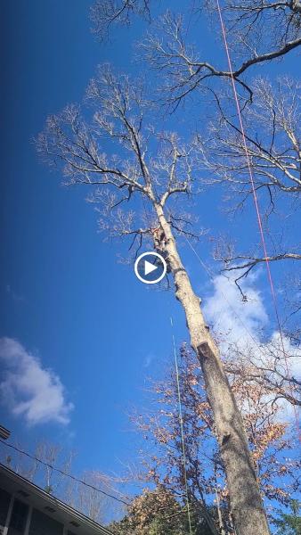 MB Professional Tree Service LLC
