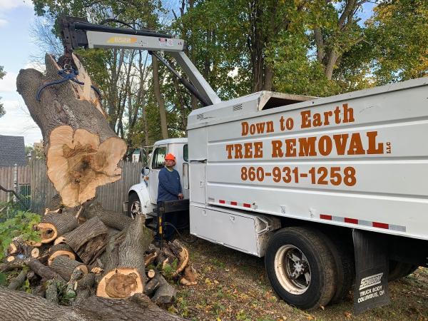 Down To Earth Tree Removal