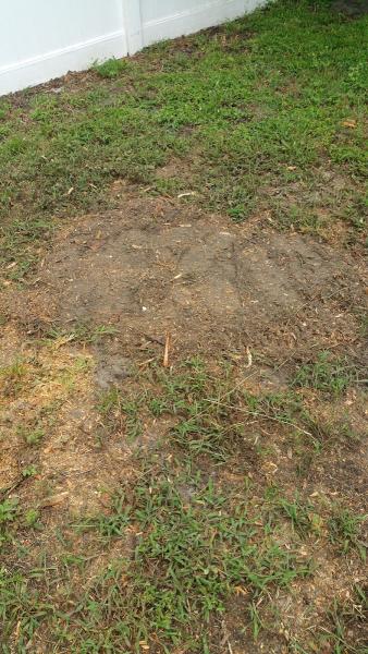 Tom's Stump Grinding