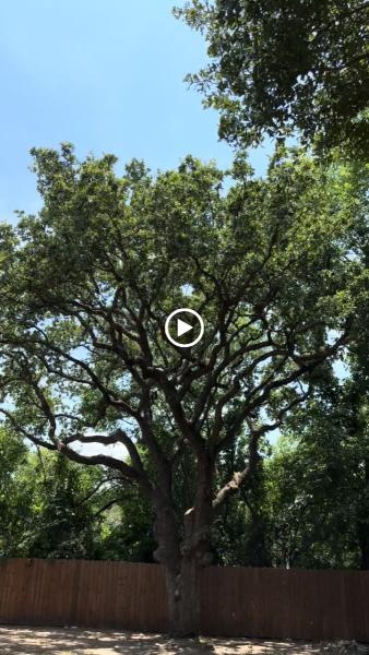 King Tree Service