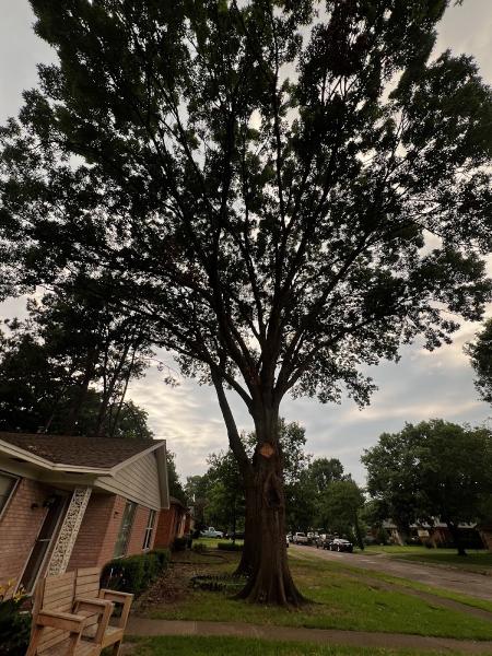 King Tree Service