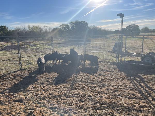 Texas Hog Trappers & Eradication Services