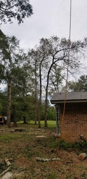 Ventura's Tree Services