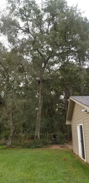 Ventura's Tree Services