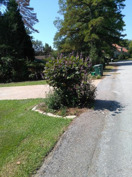 Mosquito Free Yards