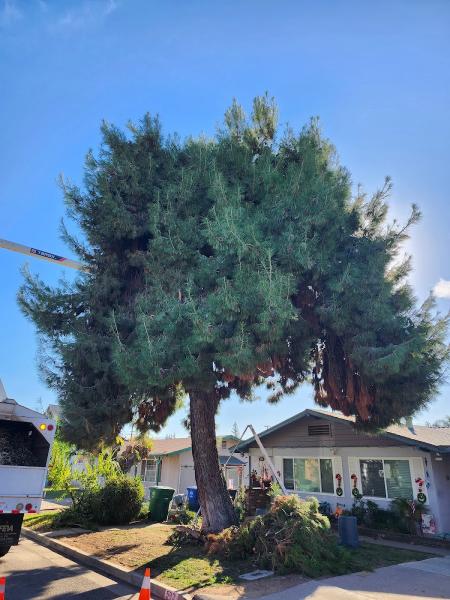 Jc's Tree Service