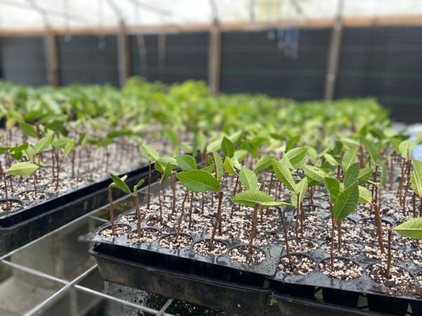 Papo Nurseries LLC