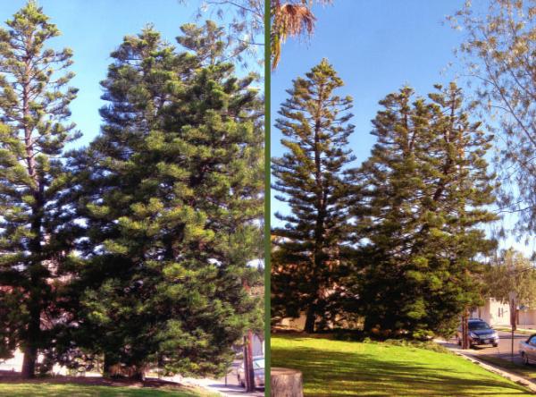 TLC Tree Service